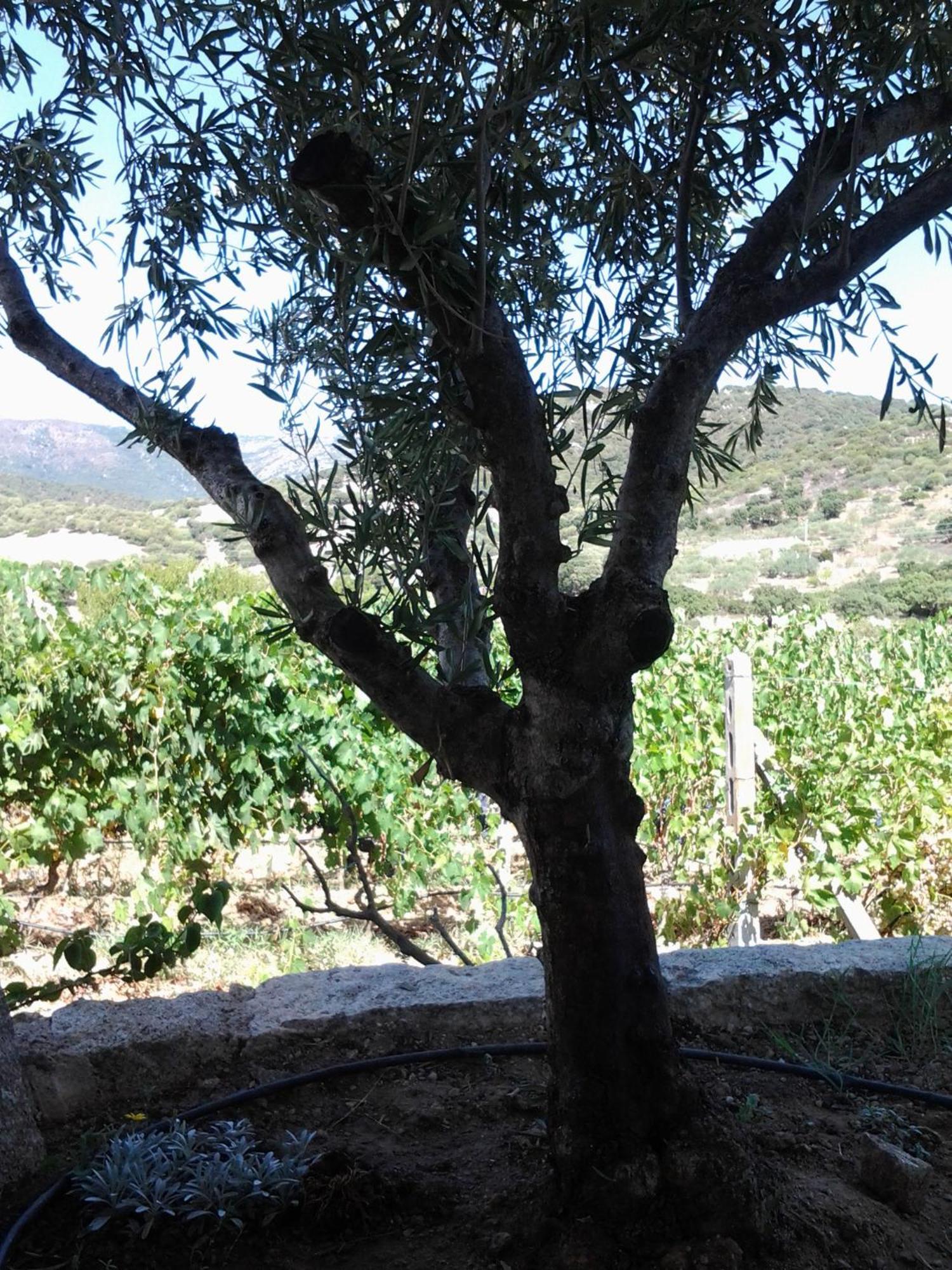 Agriturismo B&B Domo De Resteblas Berchidda Exteriör bild