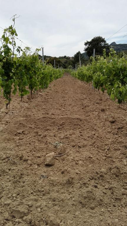Agriturismo B&B Domo De Resteblas Berchidda Exteriör bild